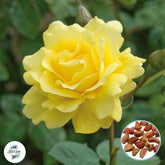 50 Heirloom Yellow Climbing Rose Rosa Multiflora Perennial Fragrant flower Bonsai Garden Seeds